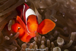 The one and only Anemonefish
Amphiprion ocellaris by Rudy Janssen 
